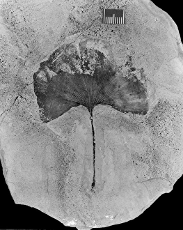 Ginko gardneri, maidenhair tree leaf fossil Ginko gardneri, maidenhair tree leaf fossil