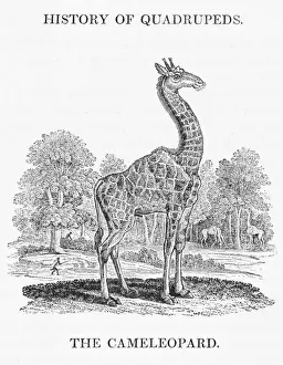 Prints of giraffa camelopardalis The Cameleopard as it is known in Bewicks day is the worlds tallest animal, standing over 5.5m tall. The okapi is a relative Giraffa Prints: Giraffe (Bewick) Print: Camelopard, standing over 5.5m tall