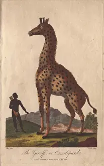 Ebenezer Sibly Artwork Prints: Giraffe or camelopard, towering over a native