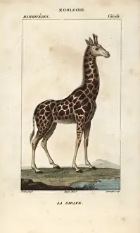 Giraffe Engraving Prints: Giraffe, Giraffa camelopardalis