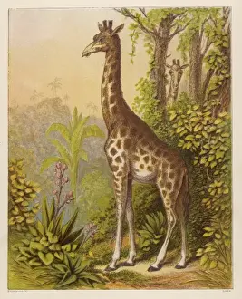 African Giraffe Prints: Giraffe (Kronheim)