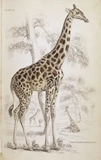 Prints of Giraffes in North Africa Giraffe Prints: Giraffe Print, 1835