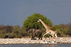 Giraffe - with young African Bush / Savanna Elephant Giraffe - with young African Bush / Savanna Elephant