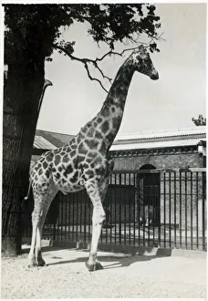 A Giraffe in a Zoo Date: circa 1920s A Giraffe in a Zoo Date: circa 1920s