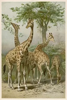 Prints of Four giraffes Giraffe Prints: Four giraffes Print