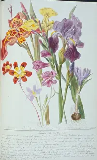 Monocotyledon Flowering Plants Prints: Gladiolus sp. corn flag
