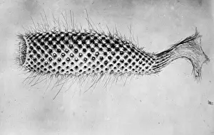 Prints of Drawing made from several damaged specimens collected during The Voyage of H.M.S. Challenger (1872-1876) west of Gibraltar, between Pernambuco and Bahia, S. America Euplectellidae Prints: Glass Sponge Euplectella suberea Print
