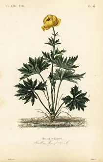 Globeflower, Trollius europaeus Globeflower, Trollius europaeus
