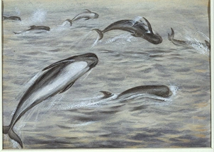 Globicephala melas, long-finned pilot whale Globicephala melas, long-finned pilot whale