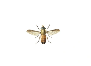 Glossina morsitans morsitans, savanna tsetse fly Glossina morsitans morsitans, savanna tsetse fly