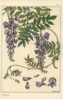 Prints of Glycine botanical study.. Lithograph with pochoir (stencil) handcoloring from Eugene Grassets Plants and their Application to Ornament, Paris, 1897 Eugene Grasset Prints: Glycine Botanical Study Print, 1897
