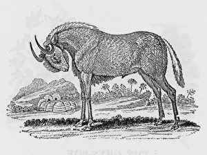African Antelope Images Prints: Gnu (Bewick)