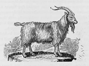 Vintage Farm Animals Prints: Goat (Bewick)