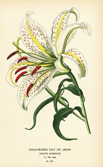 Gold-rayed lily of Japan or yamayuri, Lilium auratum Gold-rayed lily of Japan or yamayuri, Lilium auratum