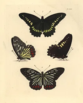Gold rim swallowtail and red ring skirt butterfly Gold rim swallowtail and red ring skirt butterfly