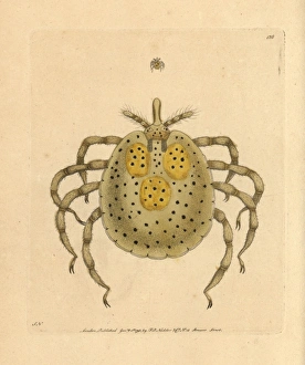 Gold-spotted acarus mite, Acarus auratus Gold-spotted acarus mite, Acarus auratus