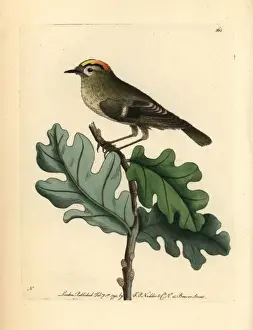 Naturalists Miscellany Collection Prints: Goldcrest, Regulus regulus