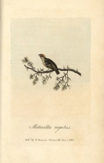 Golden crested wren, Sylvia regulus, Motacilla Golden crested wren, Sylvia regulus, Motacilla
