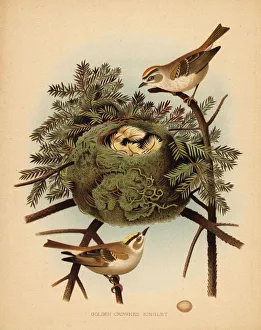 Golden-crowned kinglet, Regulus satrapa Golden-crowned kinglet, Regulus satrapa