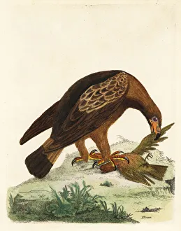 Golden eagle, Aquila chrysaetos, and fire Golden eagle, Aquila chrysaetos, and fire