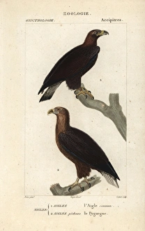 Golden eagle, Aquila chrysaetos, and white-tailed Golden eagle, Aquila chrysaetos, and white-tailed