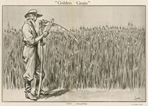 Golden Grain Golden Grain