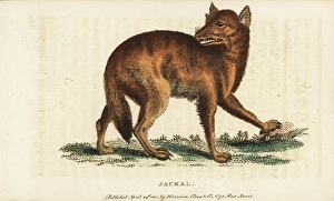 Golden jackal, Canis aureus Golden jackal, Canis aureus