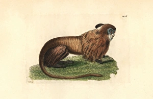 Golden marmoset or lion tamarin, Leontipithecus Golden marmoset or lion tamarin, Leontipithecus