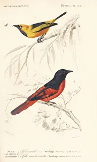 Golden monarch, Monarcha chrysomela, and Sunda Golden monarch, Monarcha chrysomela, and Sunda