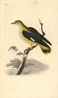 Golden oriole (female), Oriolus oriolus Golden oriole (female), Oriolus oriolus