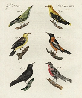 Golden oriole, Venezuelan troupial, oriole Golden oriole, Venezuelan troupial, oriole