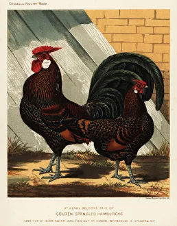 Golden spangled Hamburgh cock and hen Golden spangled Hamburgh cock and hen