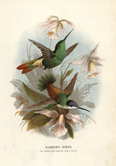 Golden-tailed sapphire, Chrysuronia oenone Golden-tailed sapphire, Chrysuronia oenone