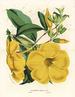 Golden trumpet flower, Allamanda nobilis Golden trumpet flower, Allamanda nobilis