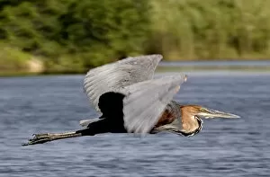 Images Dated 28th November 2006: Goliath Heron - In flight