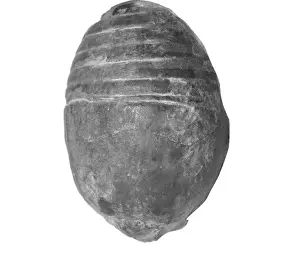 Marine Invertebrate Fossils Prints: Gomphoceras pyriforme, nautiloid