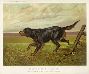 Prints of A Gordon setter in the field, with its classic black and tan colouring Game Bird Prints: Gordon Setter Print: Classic Black and Tan Colouring in the Field