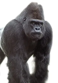 West African Gorilla Print by Carl Akeley
