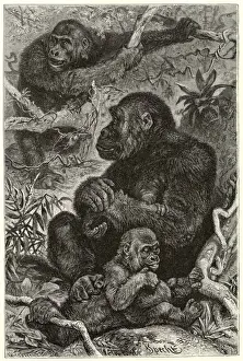 Gorillas at Home Print