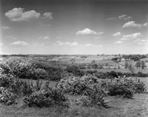 Gorse in Bloom Print, Northamptonshire Countryside, 1960s