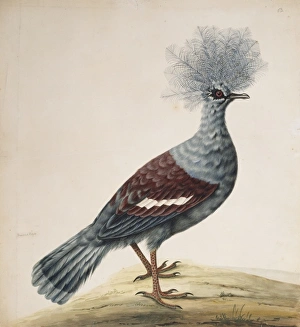 Goura cristata, western crowned pigeon Goura cristata, western crowned pigeon