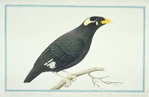 Gracula religiosa indica, lesser hill myna Gracula religiosa indica, lesser hill myna