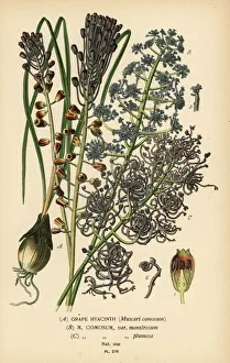 Grape hyacinth, Leopoldia comosa Grape hyacinth, Leopoldia comosa