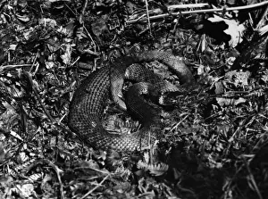 Grass Snake Species Prints: Grass Snake