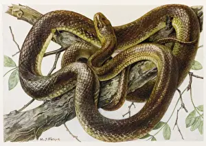 Prints of Couleuvre d Esculape Grass Snake Prints: Grass Snake Print - Aesculapius Couleuvre d'Esculape