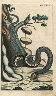 Gottlieb Tobias Wilhelm Prints: Grass snake, Natrix natrix