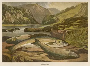 Historical Fish Photographs Prints: A GRAYLING / 1864