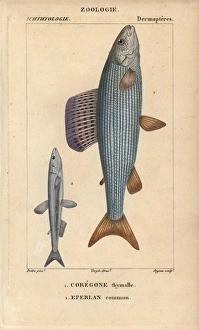 Grayling, Thymallus thymallus, and European Grayling, Thymallus thymallus, and European