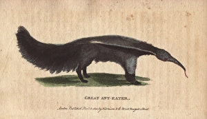 Great ant eater or ant bear, Myrmecophaga tridactyla Great ant eater or ant bear, Myrmecophaga tridactyla