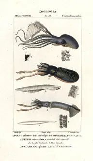 Great argonaut, cuttlefish and flying squid Great argonaut, cuttlefish and flying squid